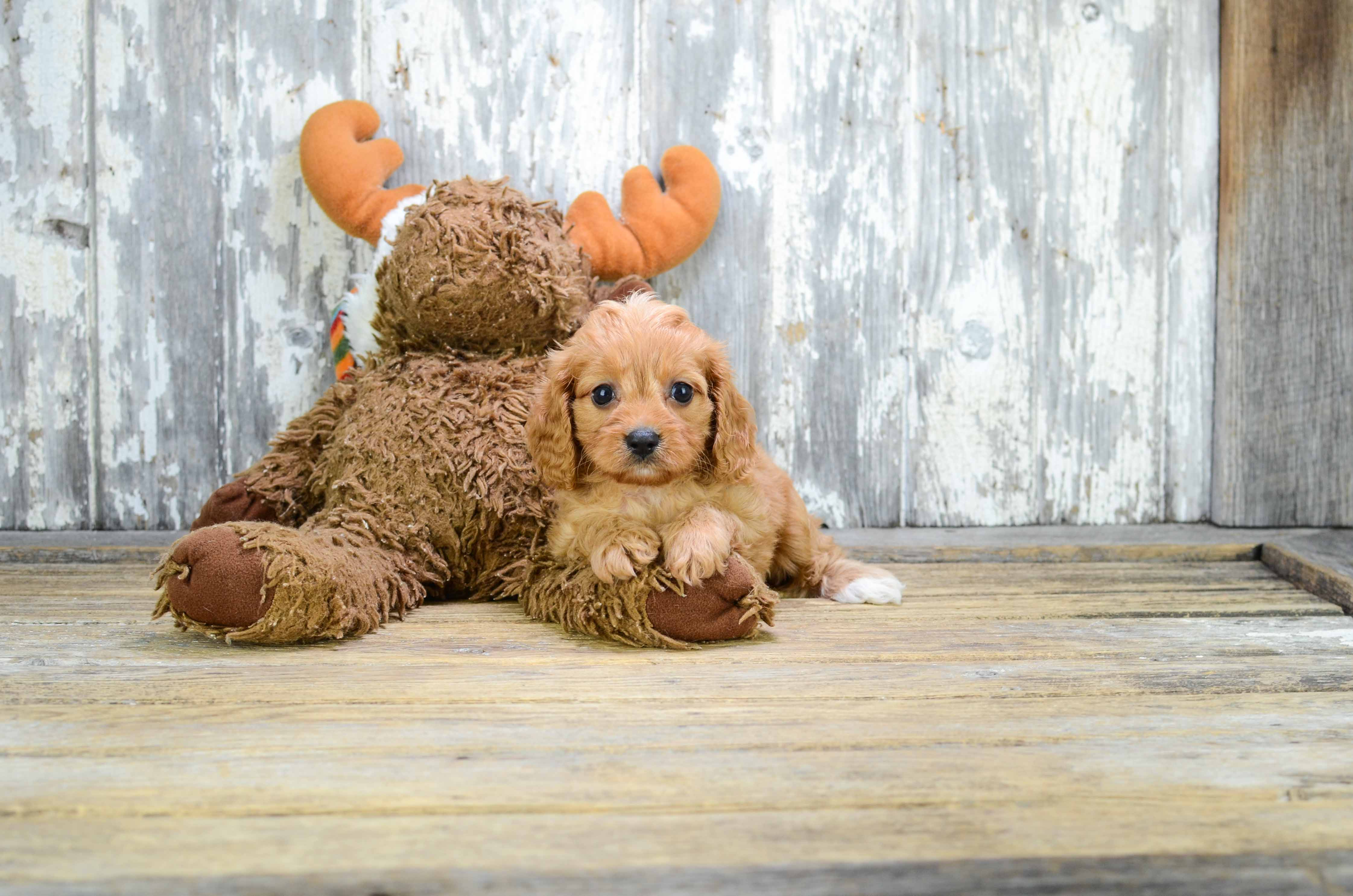 Cavapoo Pup Being Cute