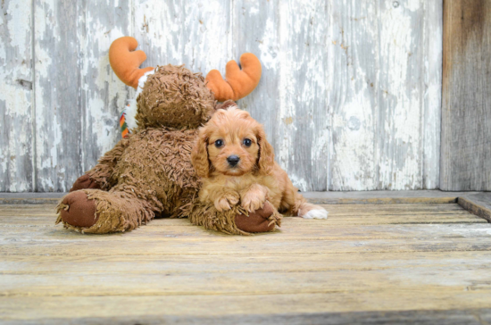 Cavapoo Pup Being Cute