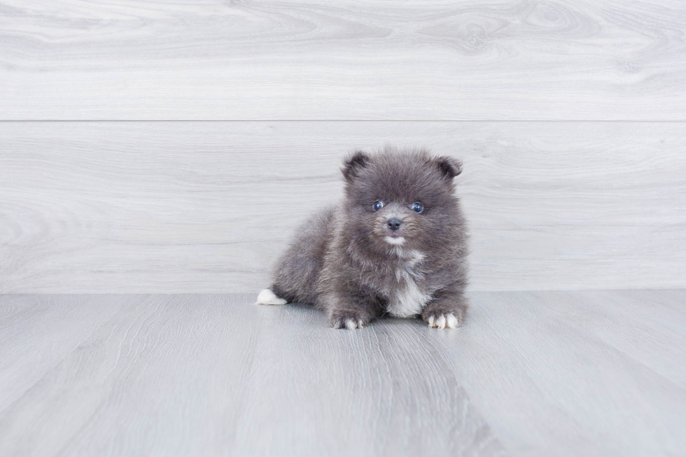Best Pomeranian Baby