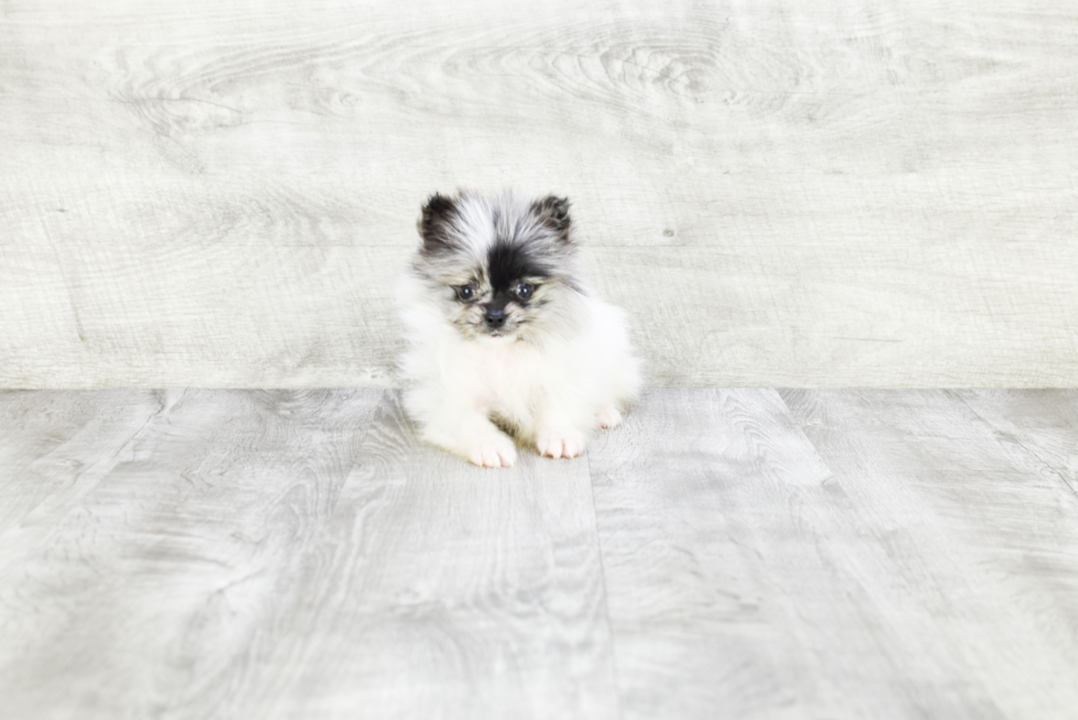 Small Pomeranian Baby