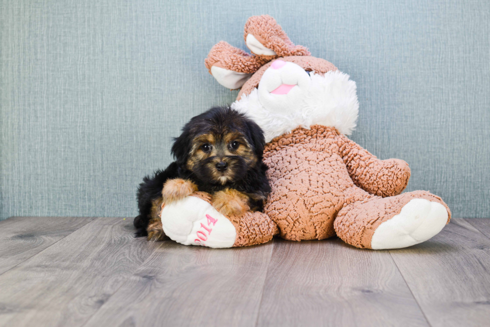 Little Yorkie Designer Puppy