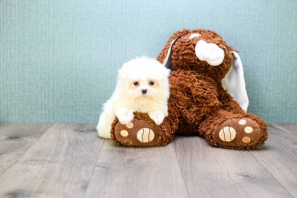 Maltese Pup Being Cute