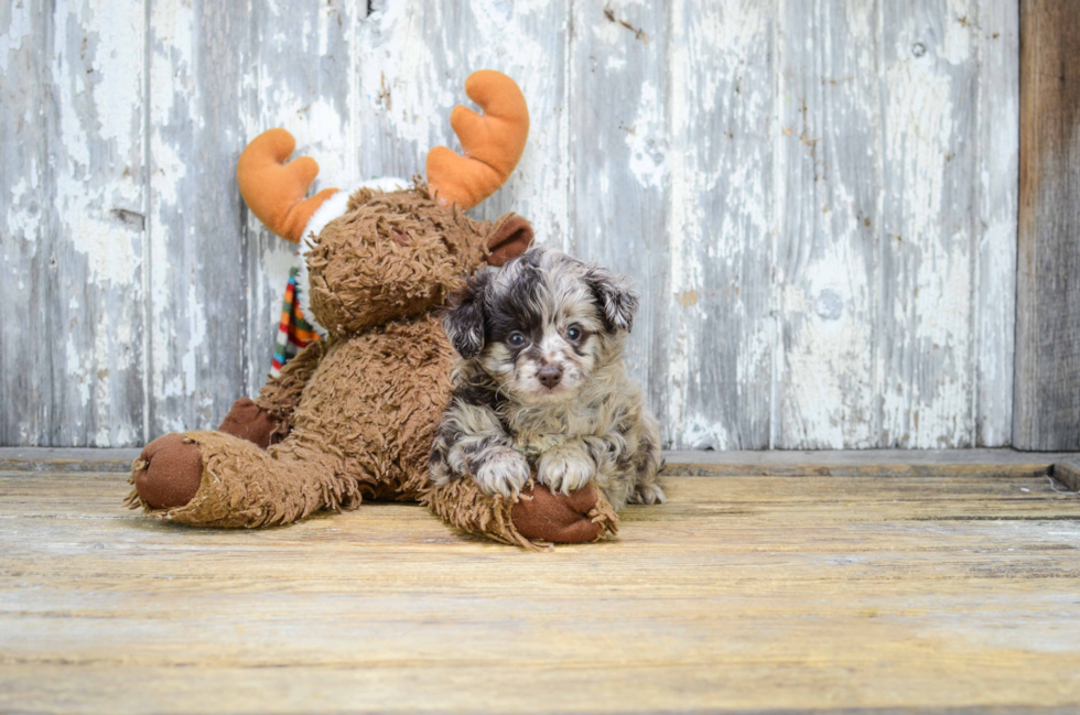 Sweet Mini Aussiedoodle Baby