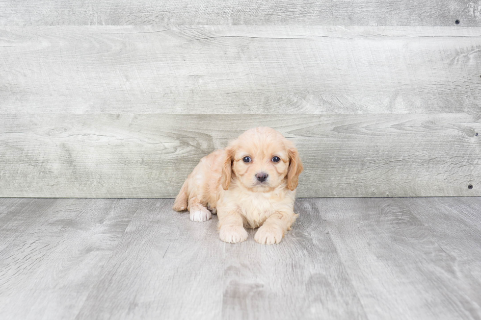 Funny Cavachon Designer Pup