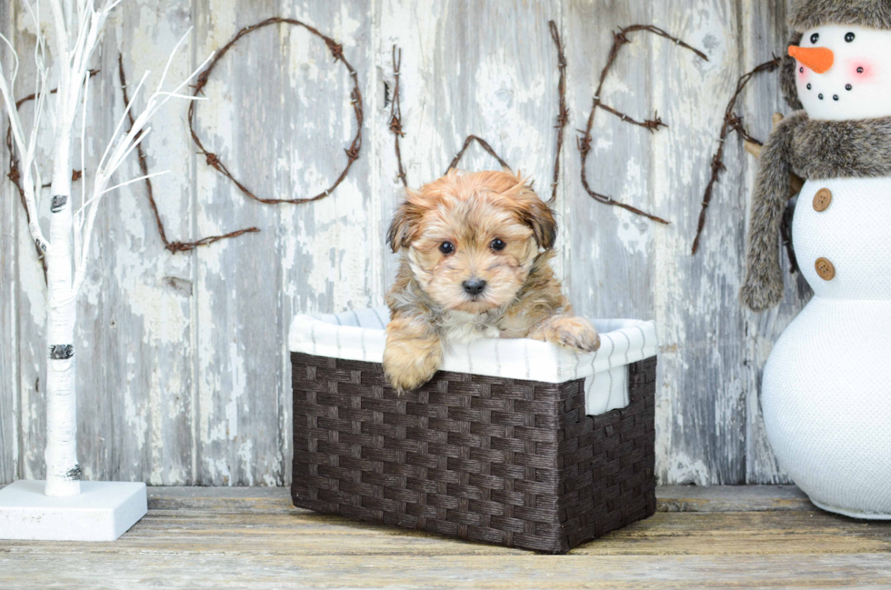 Morkie Pup Being Cute