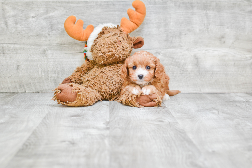 Friendly Cavapoo Baby