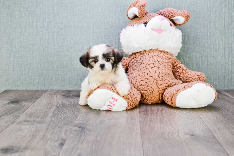 Teddy Bear Pup Being Cute