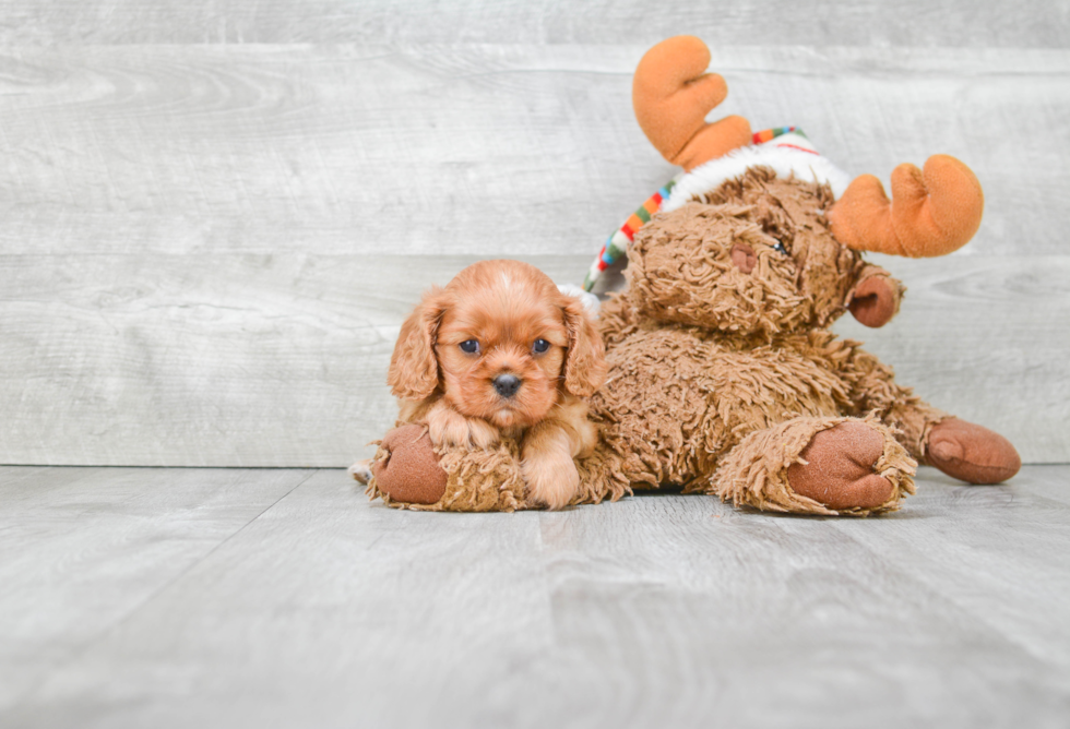 Cavalier King Charles Spaniel Pup Being Cute