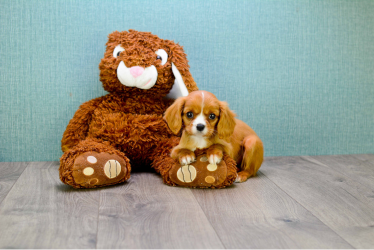 Cavalier King Charles Spaniel Puppy for Adoption