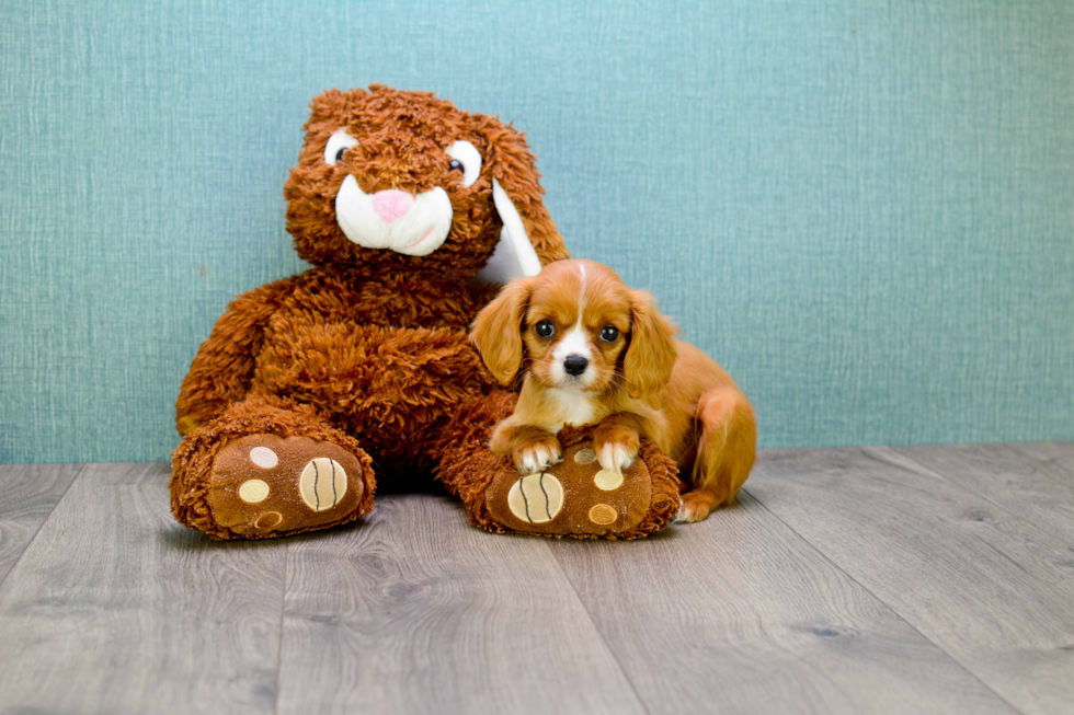 Cavalier King Charles Spaniel Puppy for Adoption