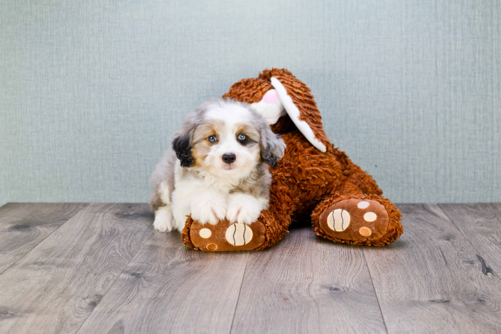 Adorable Aussiepoo Poodle Mix Puppy