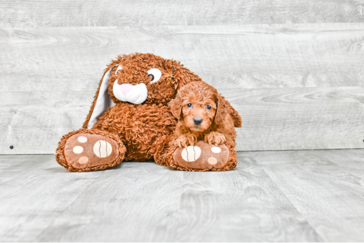 Fluffy Mini Goldendoodle Poodle Mix Pup