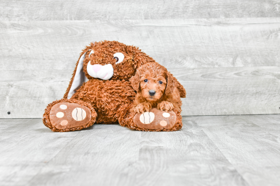 Fluffy Mini Goldendoodle Poodle Mix Pup