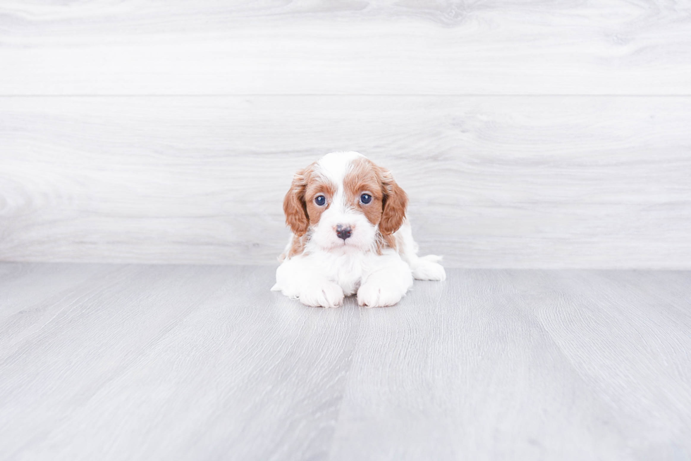 Popular Cavapoo Poodle Mix Pup