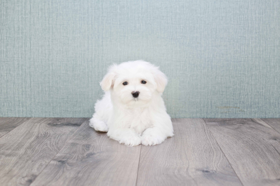 Small Maltese Baby