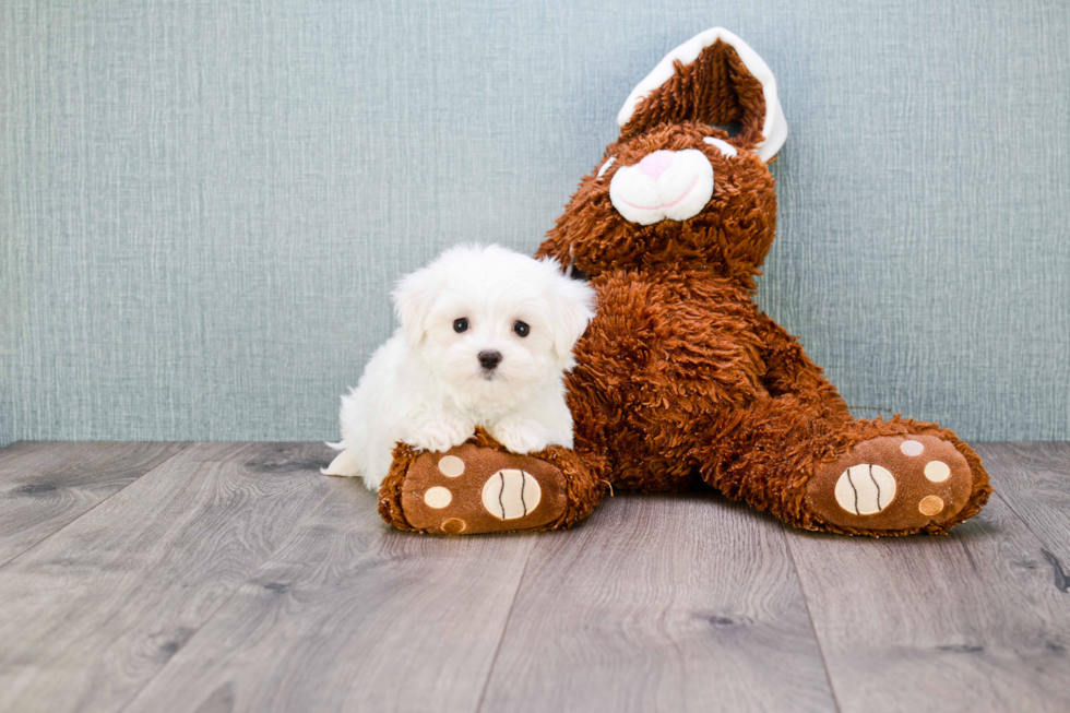 Smart Maltese Purebred Puppy