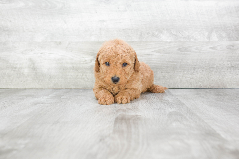 Mini Goldendoodle Puppy for Adoption