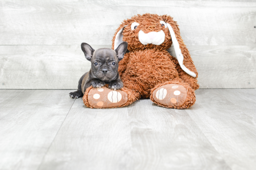 French Bulldog Pup Being Cute