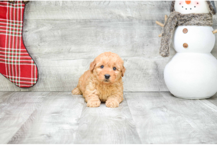 Energetic Golden Retriever Poodle Mix Puppy