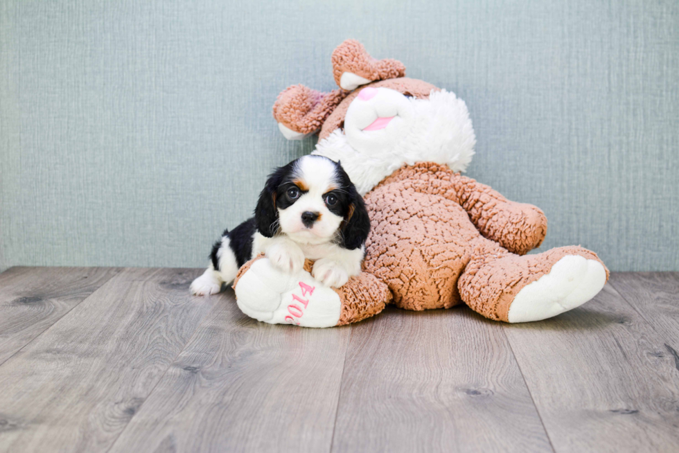 Cavalier King Charles Spaniel Puppy for Adoption