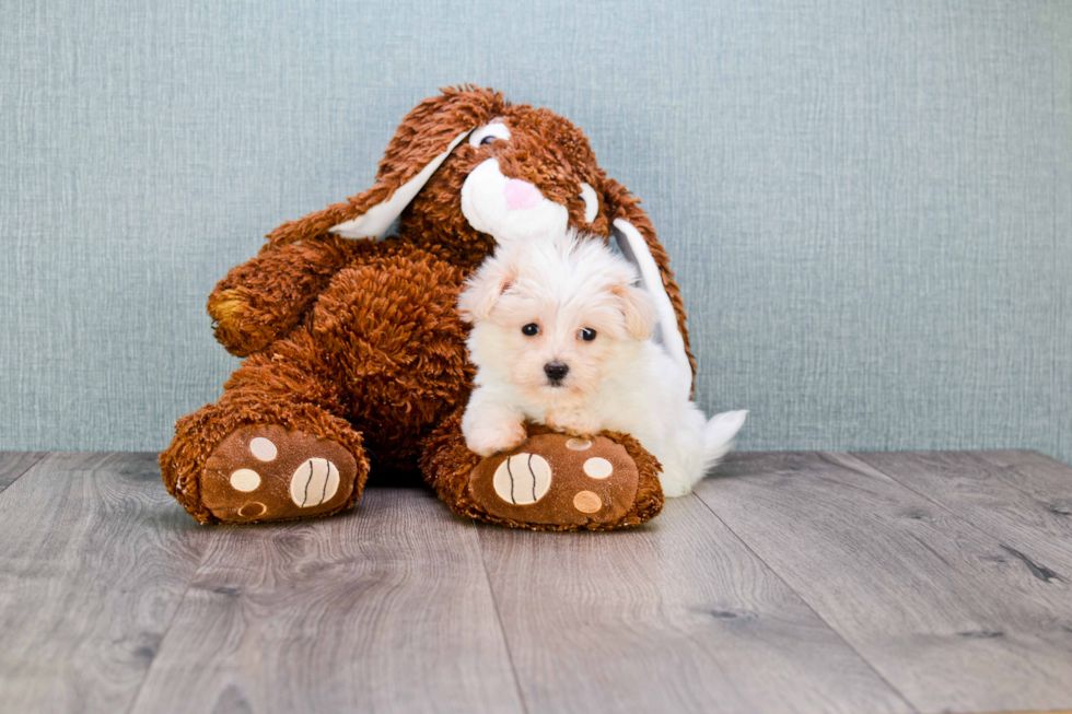 Best Havanese Baby