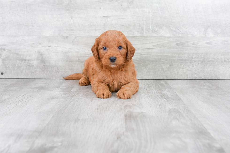 Best Mini Goldendoodle Baby