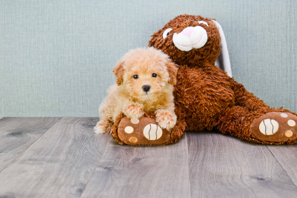 Funny Maltipoo Poodle Mix Pup