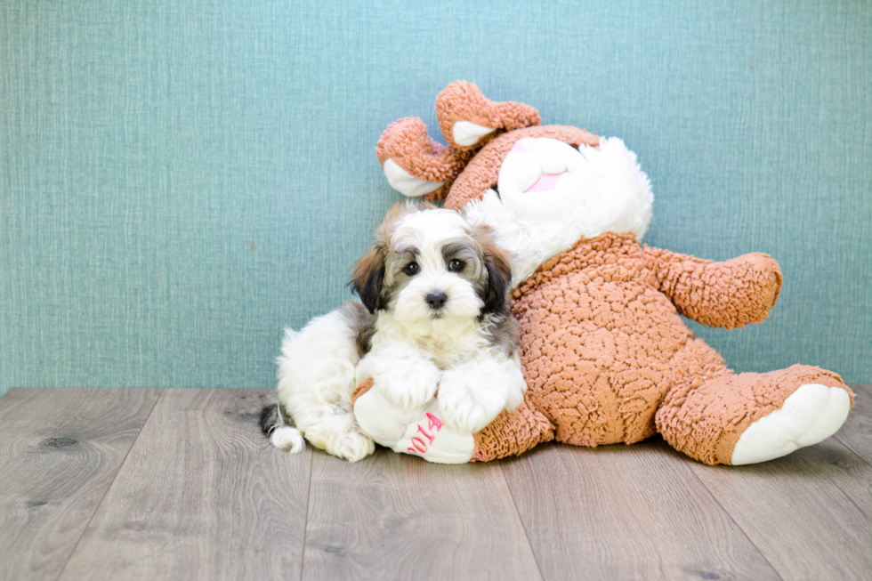 Best Havanese Baby