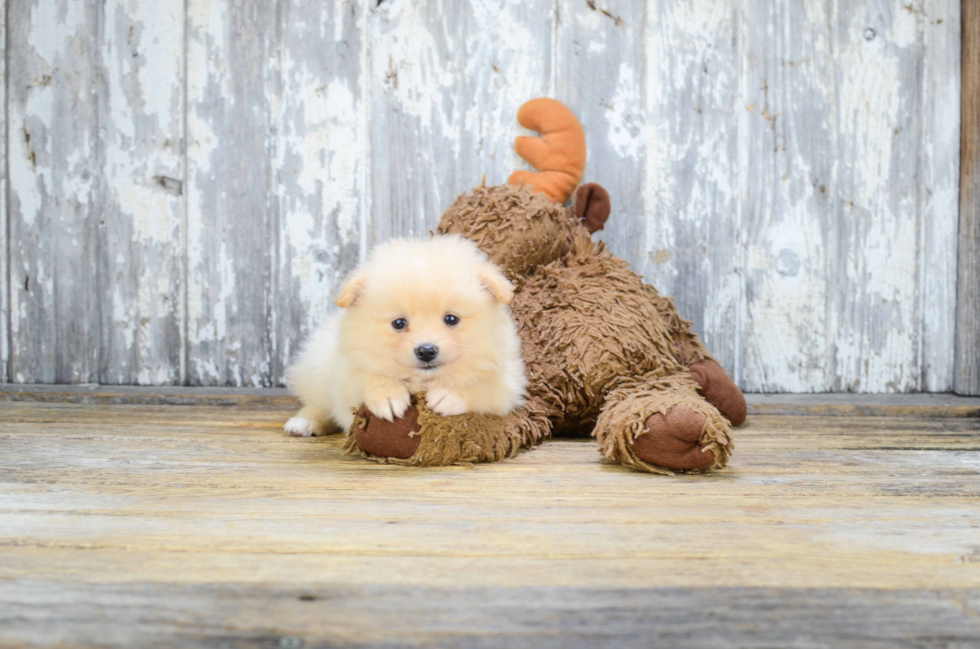 Little Pomeranian Purebred Pup