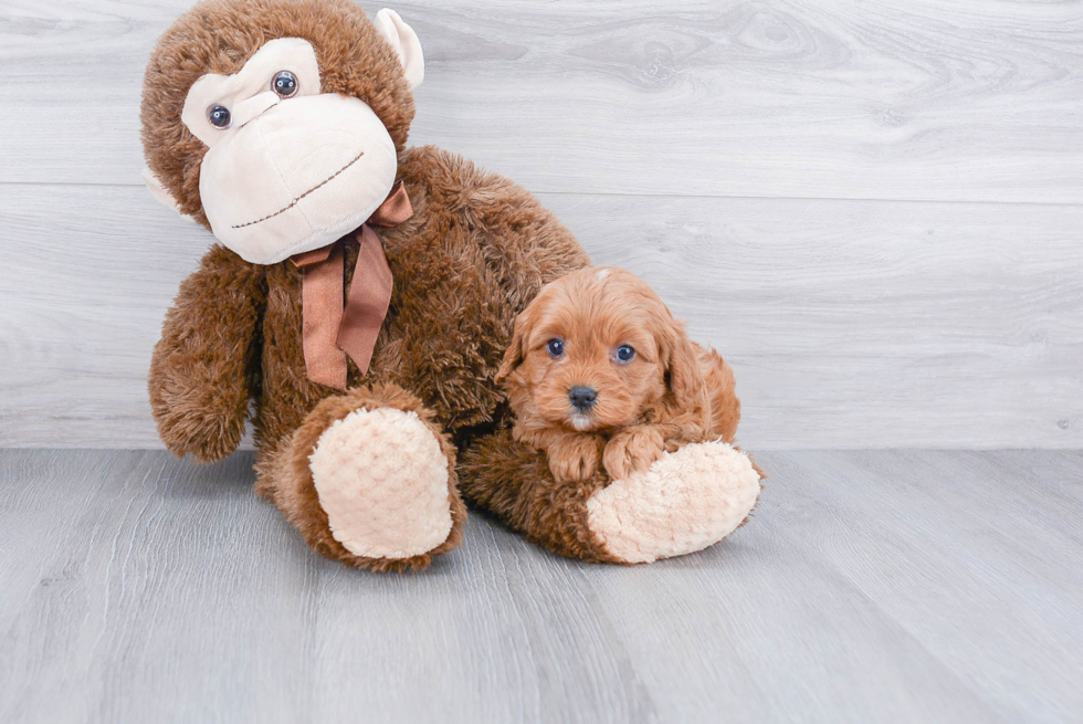 Energetic Cavoodle Poodle Mix Puppy