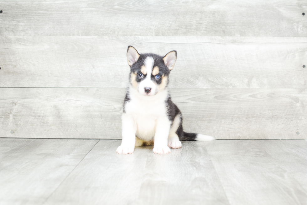 Best Pomsky Baby