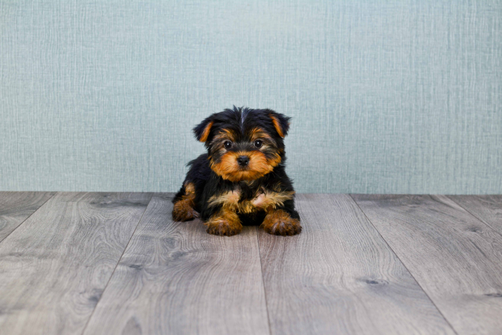 Meet Lisa - our Yorkshire Terrier Puppy Photo 