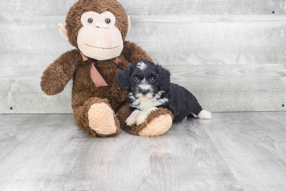 Mini Bernedoodle Pup Being Cute