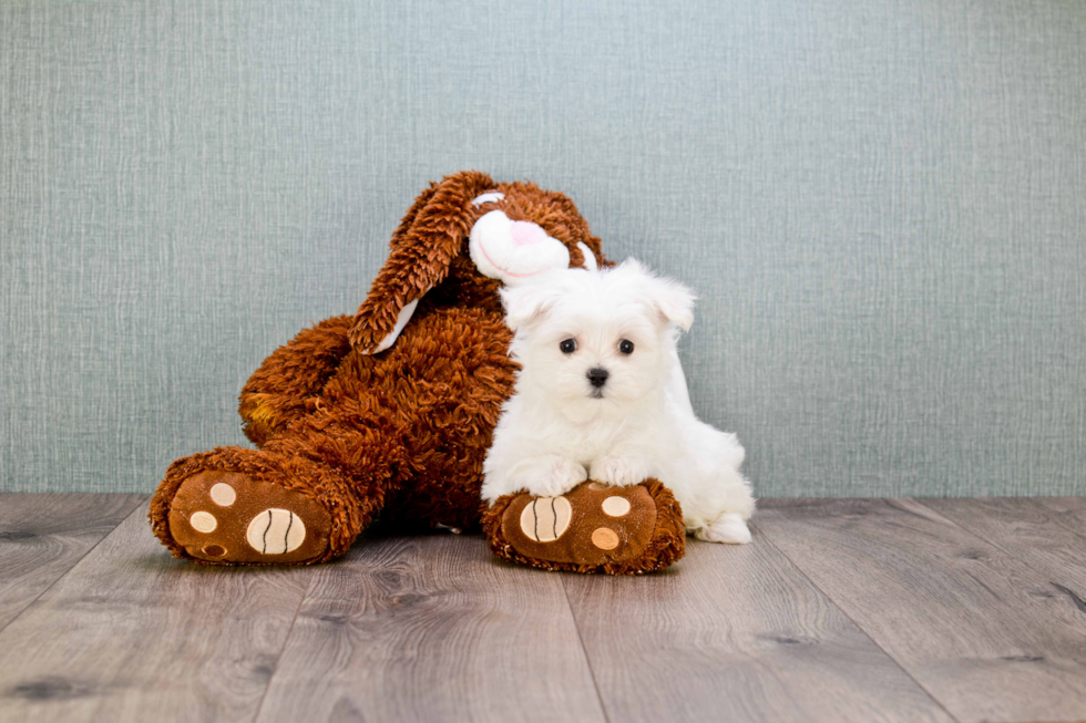 Playful Maltese Baby