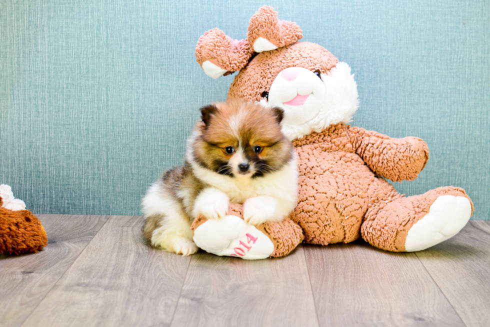 Sweet Pomeranian Purebred Puppy