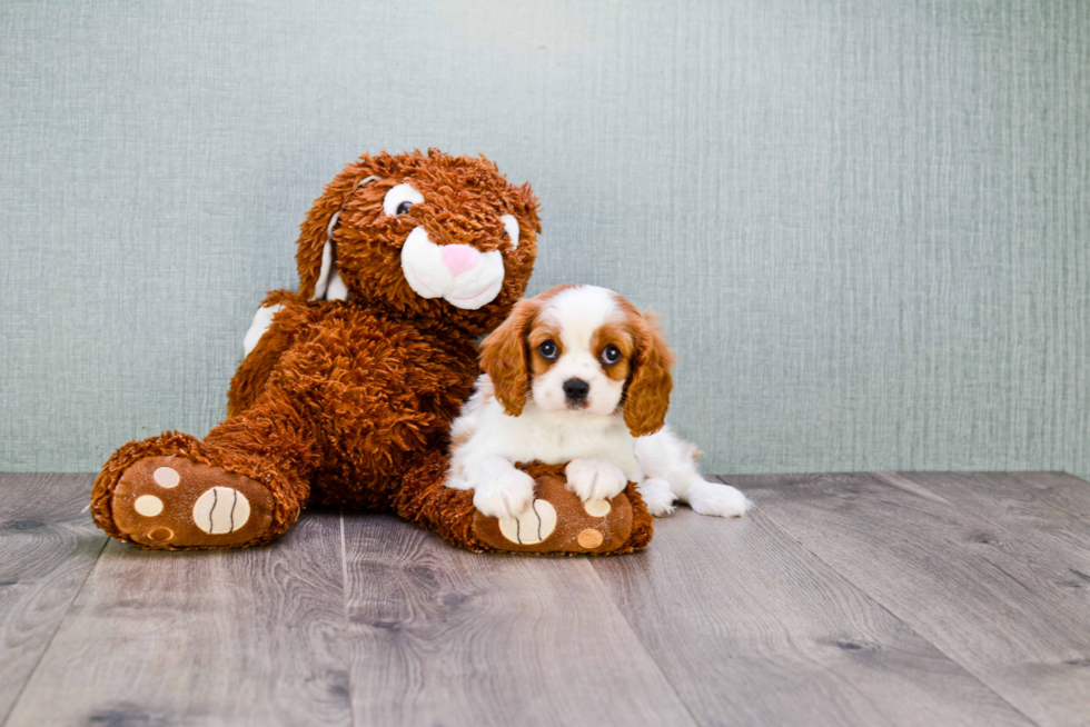 Akc Registered Cavalier King Charles Spaniel Baby