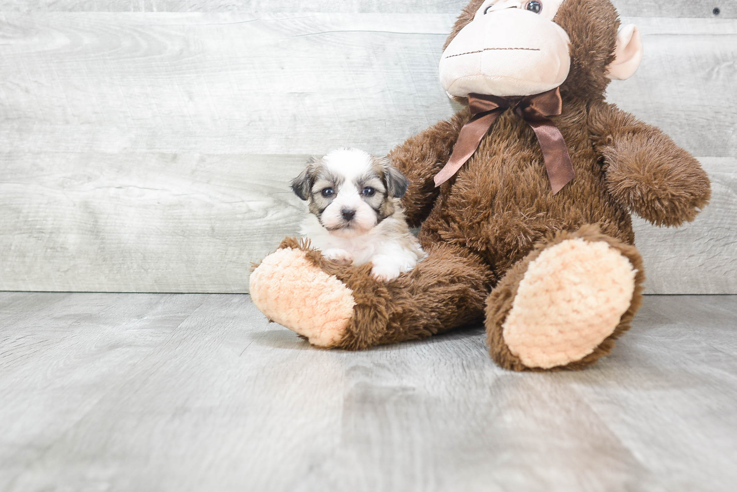 Teddy Bear Puppy for Adoption
