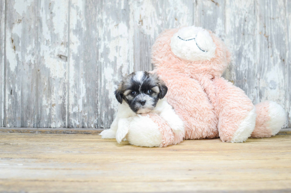 Teddy Bear Pup Being Cute