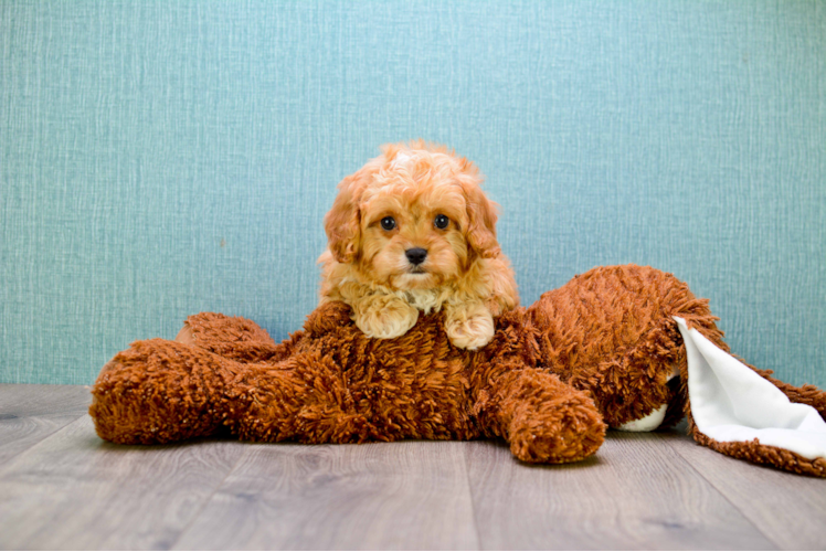 Cavapoo Pup Being Cute