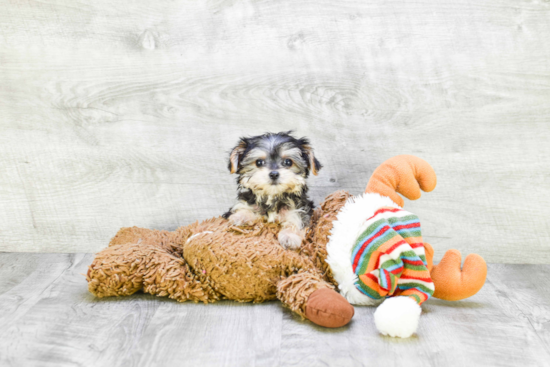 Adorable Yorkie Designer Puppy