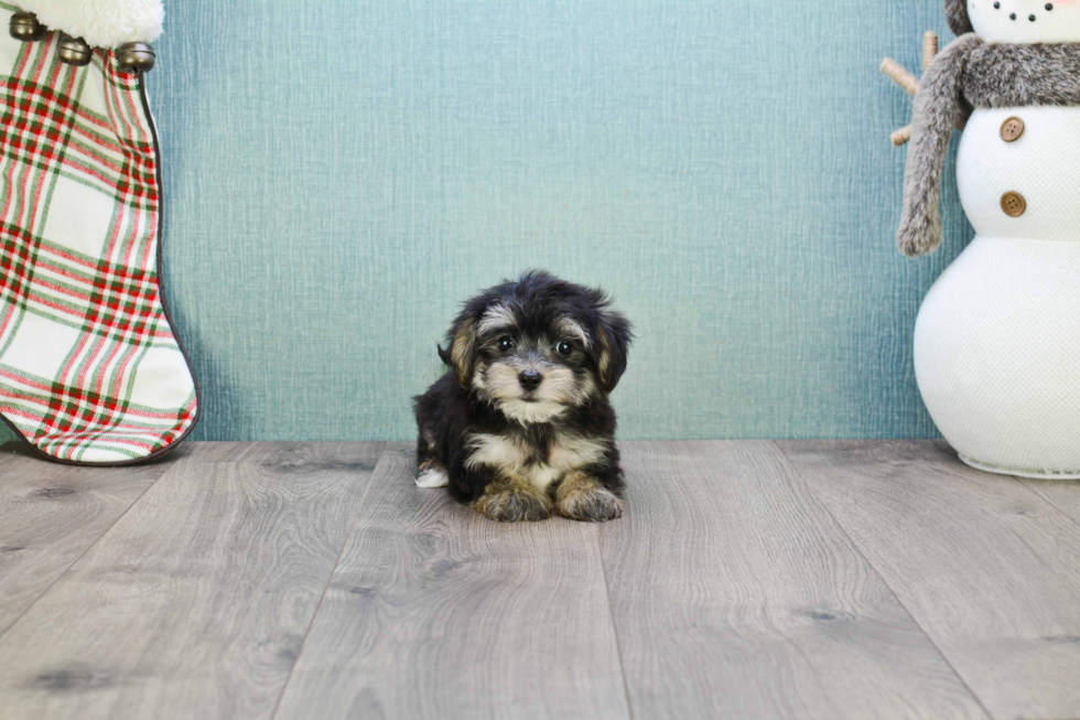 Small Morkie Baby