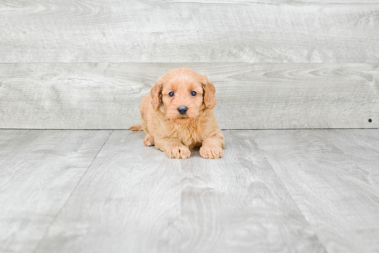 Happy Mini Goldendoodle Baby