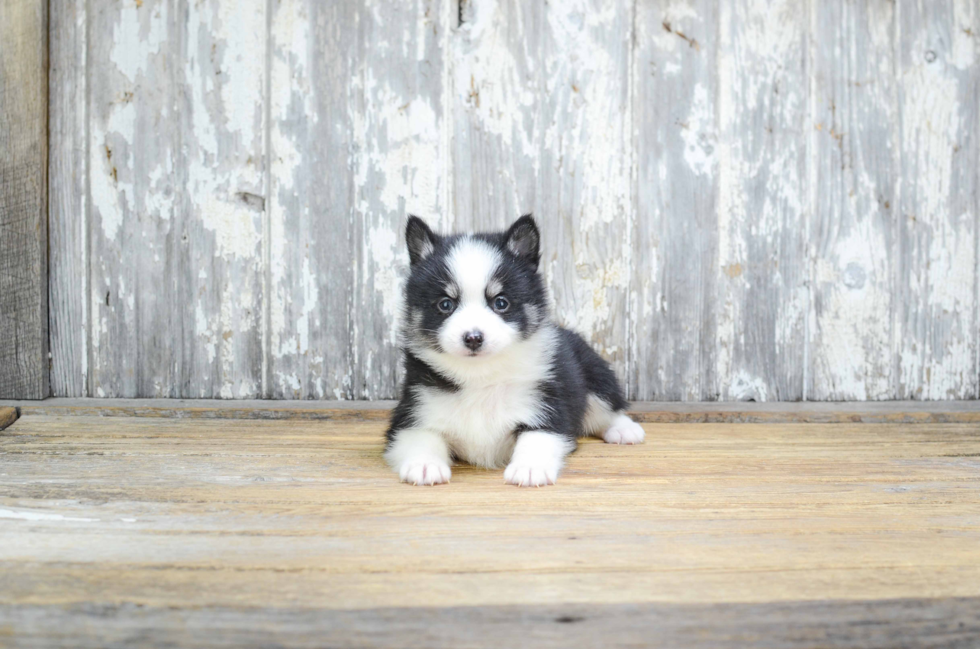 Sweet Pomsky Baby