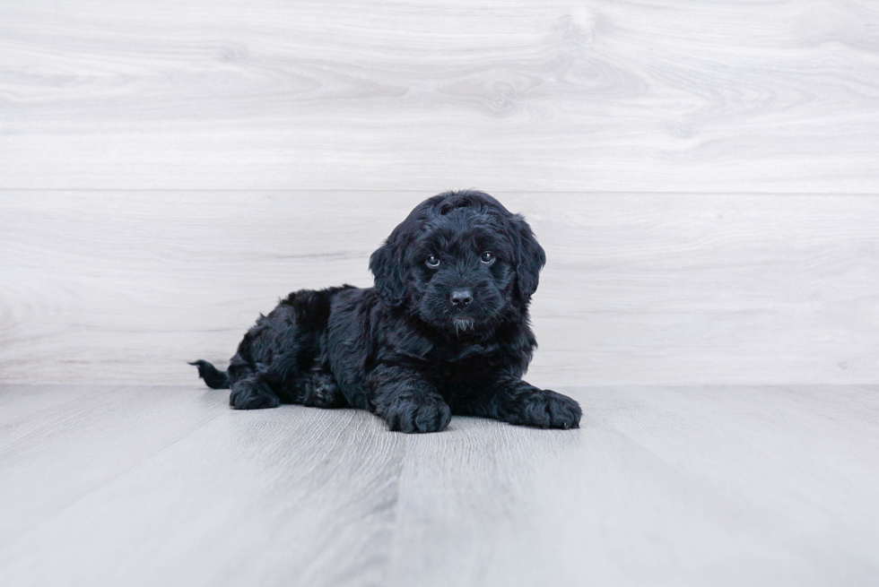 Playful Golden Retriever Poodle Mix Puppy