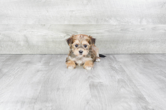 Morkie Pup Being Cute