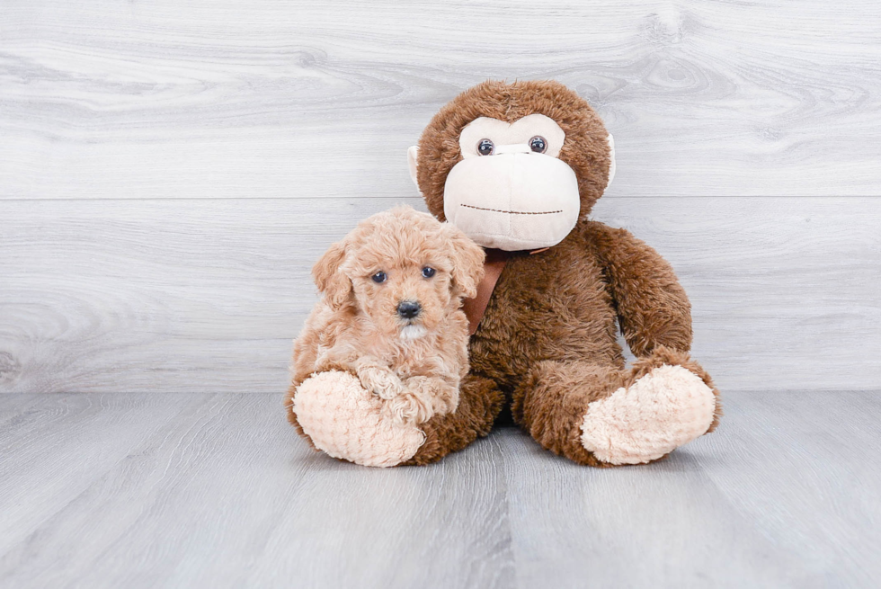 Best Mini Goldendoodle Baby