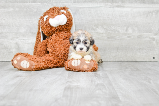 Teddy Bear Pup Being Cute