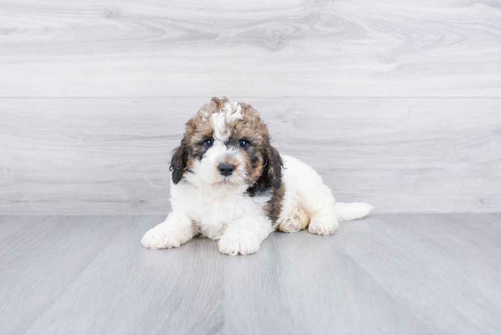 Mini Bernedoodle Pup Being Cute