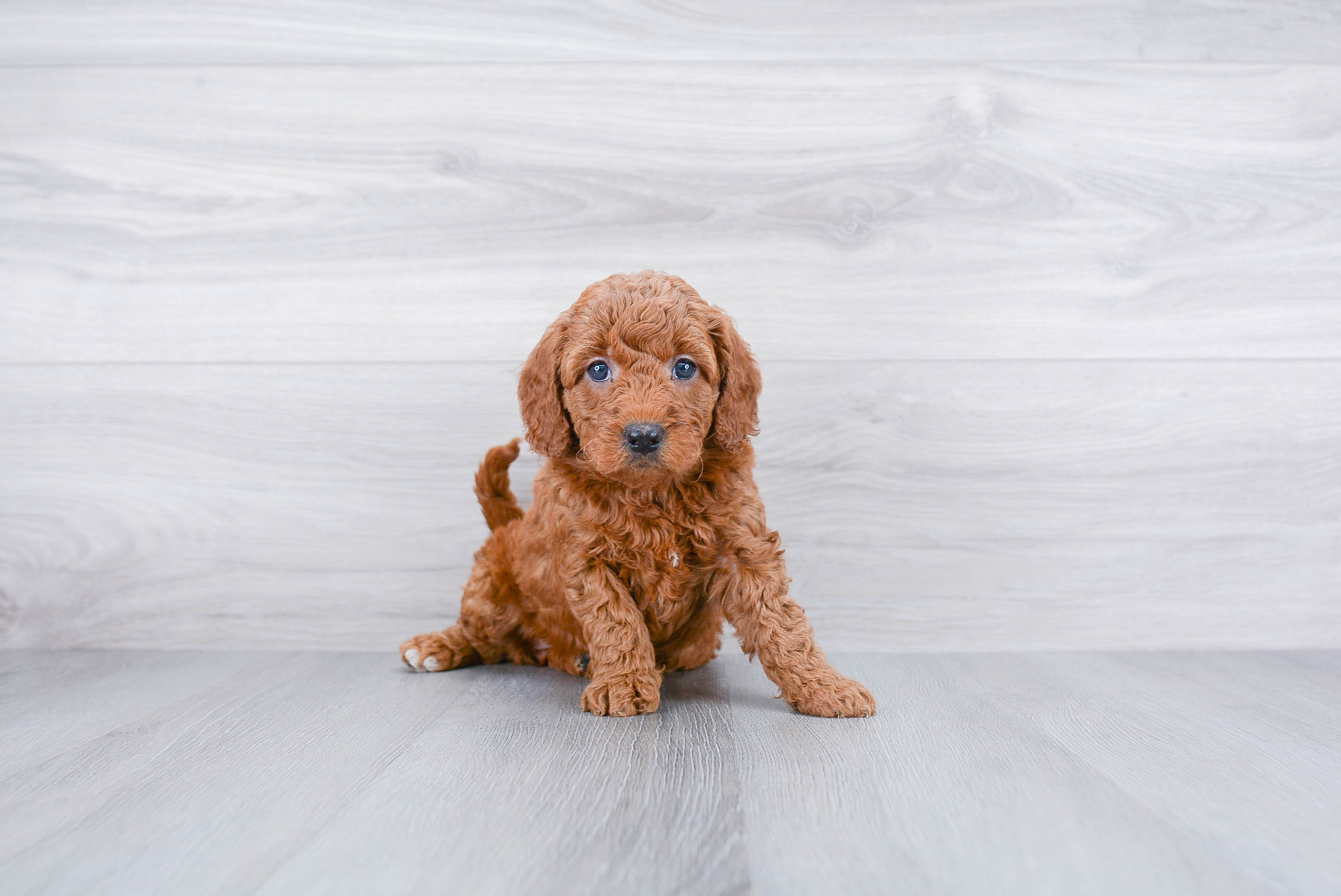 Mini Goldendoodle Puppy for Adoption