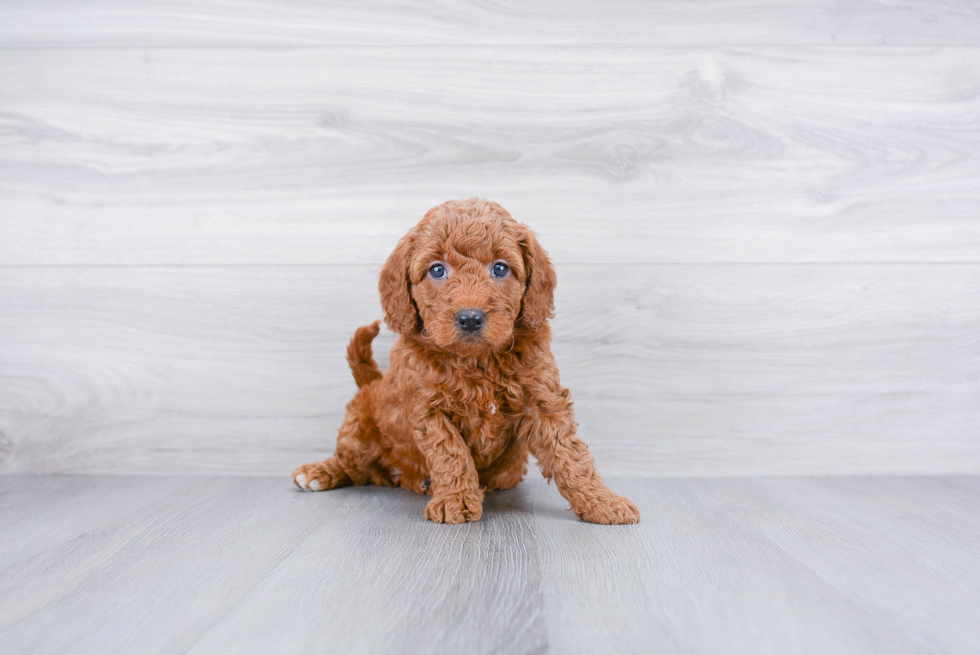 Mini Goldendoodle Puppy for Adoption